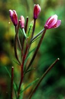 Epilobium dodonaei