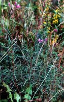 Epilobium dodonaei