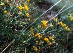 Medicago falcata