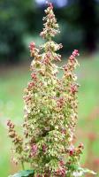 Rumex alpinus