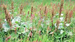 Rumex alpinus