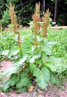 Rumex alpinus