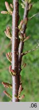 Tamarix tetrandra (tamaryszek czteropręcikowy)