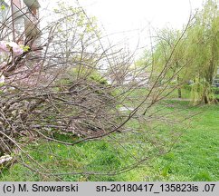 Tamarix tetrandra (tamaryszek czteropręcikowy)