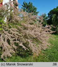 Tamarix tetrandra (tamaryszek czteropręcikowy)