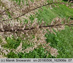 Tamarix tetrandra (tamaryszek czteropręcikowy)