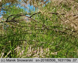 Tamarix tetrandra (tamaryszek czteropręcikowy)