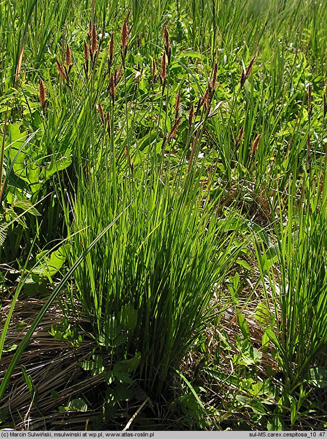 Carex cespitosa (turzyca darniowa)