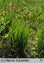 Carex cespitosa (turzyca darniowa)