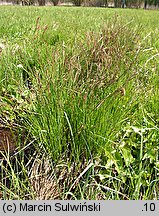 Carex cespitosa (turzyca darniowa)