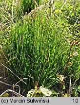 Carex cespitosa (turzyca darniowa)