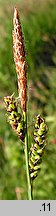 Carex cespitosa (turzyca darniowa)