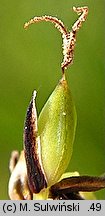 Carex cespitosa (turzyca darniowa)