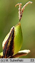 Carex cespitosa (turzyca darniowa)