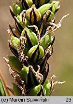 Carex cespitosa (turzyca darniowa)