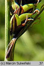 Carex cespitosa (turzyca darniowa)