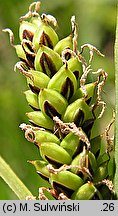 Carex cespitosa (turzyca darniowa)