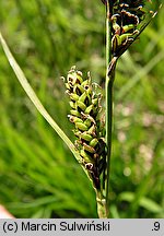 Carex cespitosa (turzyca darniowa)