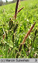 Carex cespitosa (turzyca darniowa)