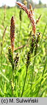 Carex cespitosa (turzyca darniowa)