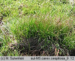 Carex cespitosa (turzyca darniowa)