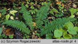 Polystichum aculeatum (paprotnik kolczysty)