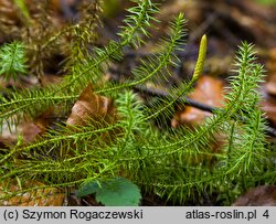 Lycopodium annotinum (kolcowidłak jałowcowaty)