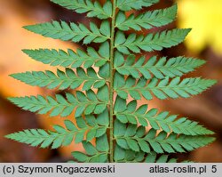 Polystichum aculeatum (paprotnik kolczysty)