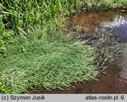 Agrostis stolonifera ssp. prorepens (mietlica rozłogowa pełzająca)