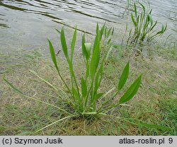 Alisma lanceolatum (żabieniec lancetowaty)