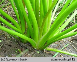 Alisma plantago-aquatica (żabieniec babka wodna)