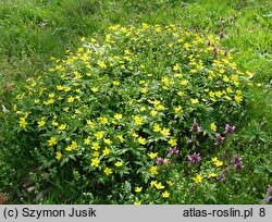 Anemone ranunculoides (zawilec żółty)