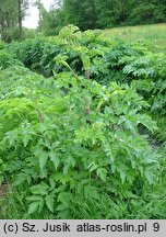 Angelica archangelica ssp. litoralis (dzięgiel litwor nadbrzeżny)