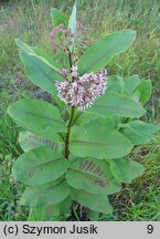 Asclepias syriaca (trojeść amerykańska)