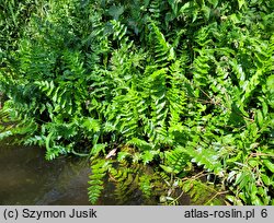 Berula erecta (potocznik wąskolistny)