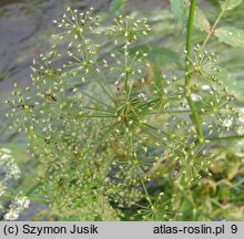 Berula erecta (potocznik wąskolistny)