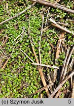 Bidens cernua (uczep zwisły)