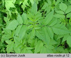 Bidens frondosa (uczep amerykański)