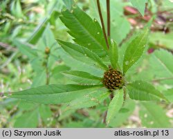 Bidens tripartita (uczep trójlistkowy)