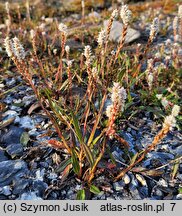 Polygonum viviparum (rdest żyworodny)