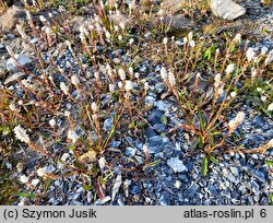 Polygonum viviparum (rdest żyworodny)