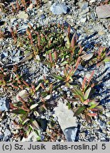 Polygonum viviparum (rdest żyworodny)