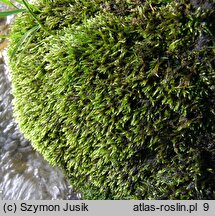 Brachythecium rivulare (krótkosz strumieniowy)