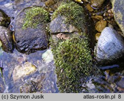 Brachythecium rivulare (krótkosz strumieniowy)