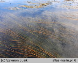 Butomus umbellatus f. submersus (łączeń baldaszkowaty forma zanurzona)