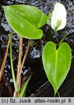 Calla palustris (czermień błotna)