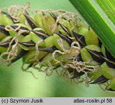 Carex gracilis (turzyca zaostrzona)