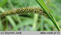 Carex gracilis (turzyca zaostrzona)