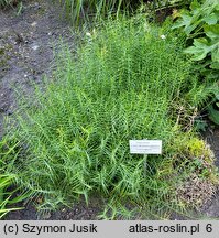 Carex muskingumensis (turzyca palmowa)