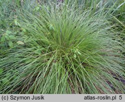 Carex paniculata (turzyca prosowa)